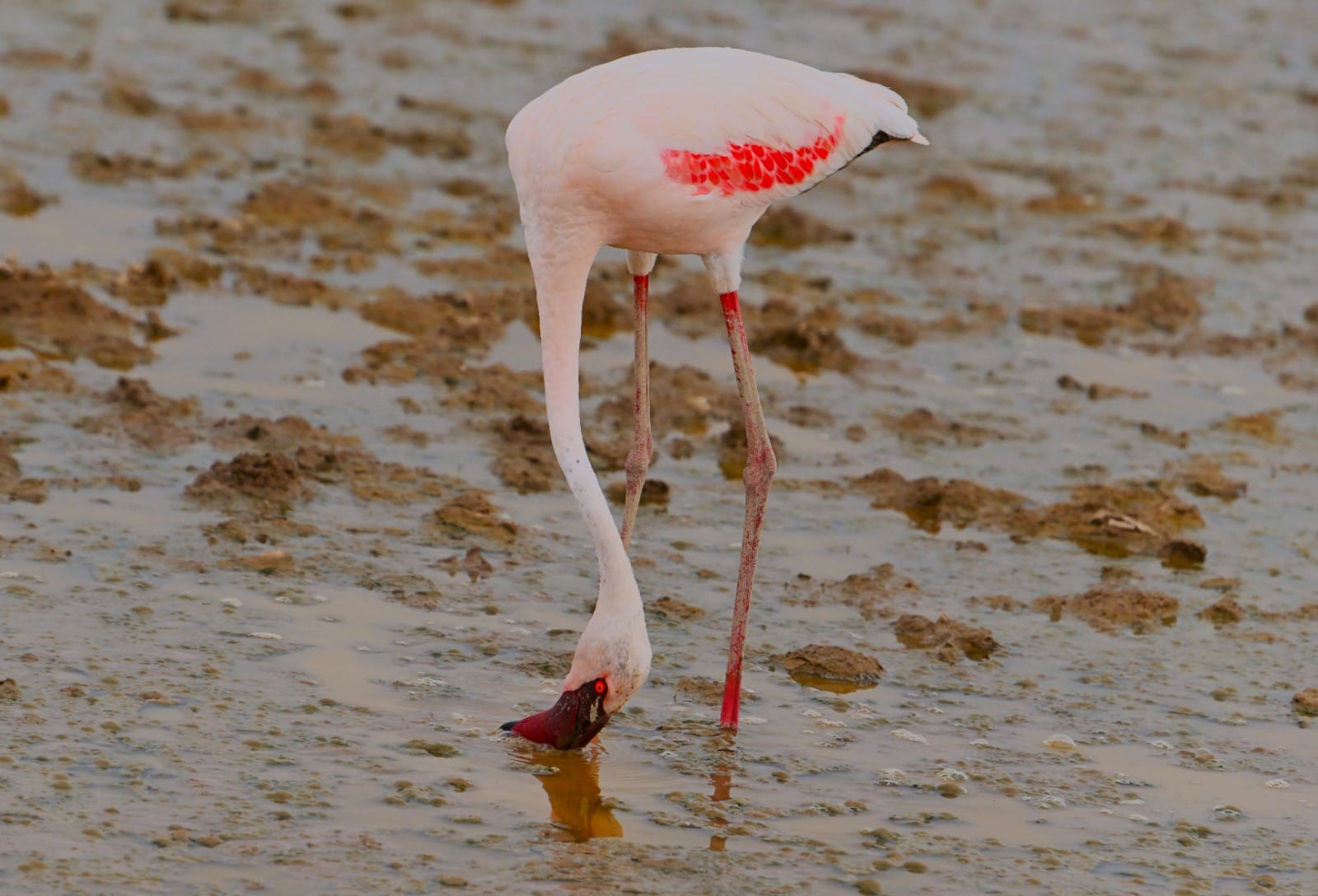 Tanzania 4 Days Bird Watching Safari